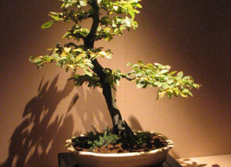 Come potare il bonsai 1680 0 come_potare_il_bonsai