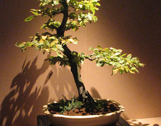 Come potare il bonsai 1680 0 come_potare_il_bonsai