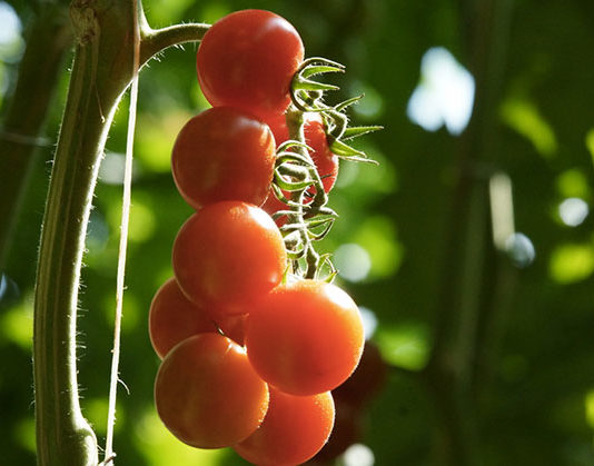 Pomodoro 1691 0 pomodoro