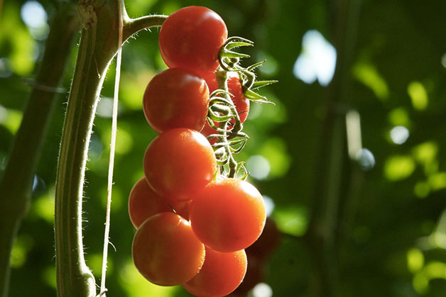 Pomodoro 1691 0 pomodoro