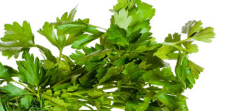 Usi e propretà del prezzemolo 1718 0 prezzemolo