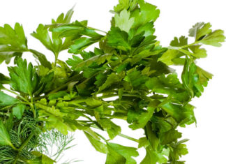 Usi e propretà del prezzemolo 1718 0 prezzemolo