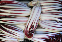 Antica Mostra del Radicchio Rosso di Treviso IGP 2014 1736 0 antica_mostra_radicchio_dic14_ok_copertina