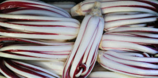 Antica Mostra del Radicchio Rosso di Treviso IGP 2014 1736 0 antica_mostra_radicchio_dic14_ok_copertina