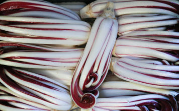 Antica Mostra del Radicchio Rosso di Treviso IGP 2014 1736 0 antica_mostra_radicchio_dic14_ok_copertina