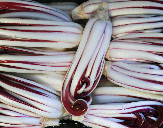 Antica Mostra del Radicchio Rosso di Treviso IGP 2014 1736 0 antica_mostra_radicchio_dic14_ok_copertina