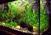 Pesci tropicali d’acqua dolce 1768 0 pesci