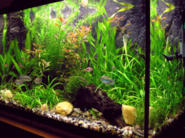 Pesci tropicali d’acqua dolce 1768 0 pesci