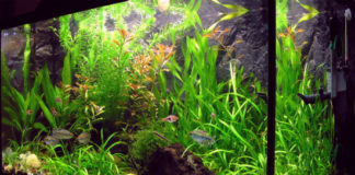 Pesci tropicali d’acqua dolce 1768 0 pesci