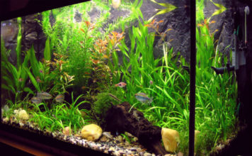 Pesci tropicali d’acqua dolce 1768 0 pesci