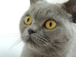 Allergia al pelo del gatto 1771 0 Allergia_al_pelo_del_gatto