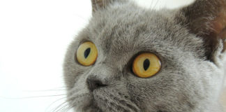 Allergia al pelo del gatto 1771 0 Allergia_al_pelo_del_gatto