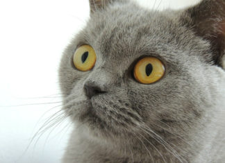 Allergia al pelo del gatto 1771 0 Allergia_al_pelo_del_gatto