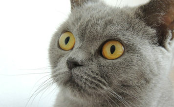 Allergia al pelo del gatto 1771 0 Allergia_al_pelo_del_gatto