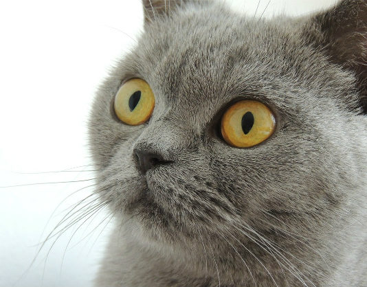 Allergia al pelo del gatto 1771 0 Allergia_al_pelo_del_gatto