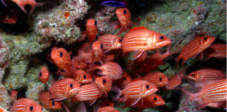 Pesci d’acqua fredda 1779 0 Pesci_d_acqua_fredda