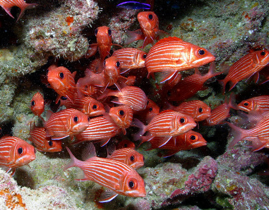 Pesci d’acqua fredda 1779 0 Pesci_d_acqua_fredda