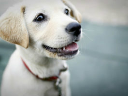 Allergia al pelo del cane 1780 0 Allergia_al_pelo_del_cane