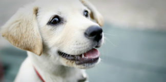 Allergia al pelo del cane 1780 0 Allergia_al_pelo_del_cane