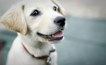 Allergia al pelo del cane 1780 0 Allergia_al_pelo_del_cane