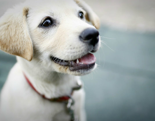 Allergia al pelo del cane 1780 0 Allergia_al_pelo_del_cane