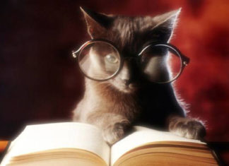 Bibliofilo 320 0 bibliofilo_ok