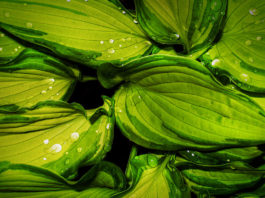 La risoluzione della macchina fotografica 503 0 Fotografia la risoluzione