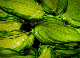 La risoluzione della macchina fotografica 503 0 Fotografia la risoluzione