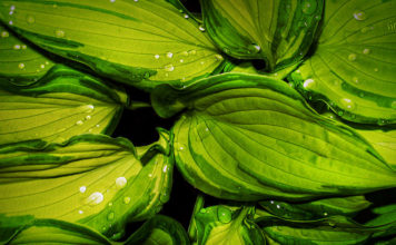 La risoluzione della macchina fotografica 503 0 Fotografia la risoluzione