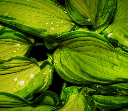 La risoluzione della macchina fotografica 503 0 Fotografia la risoluzione