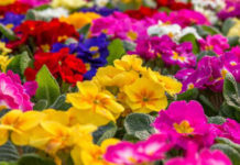 Le piante annuali 516 0 le_piante_annuali_ok