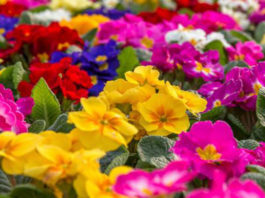 Le piante annuali 516 0 le_piante_annuali_ok