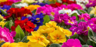 Le piante annuali 516 0 le_piante_annuali_ok