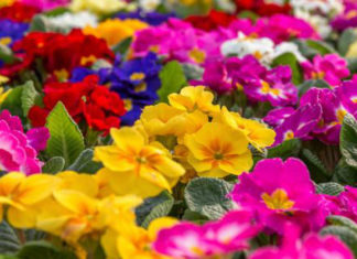 Le piante annuali 516 0 le_piante_annuali_ok