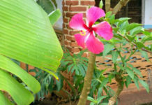 Le piante biennali 519 0 le_piante_biennali_ok