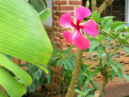 Le piante biennali 519 0 le_piante_biennali_ok