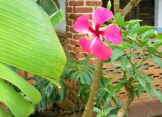 Le piante biennali 519 0 le_piante_biennali_ok