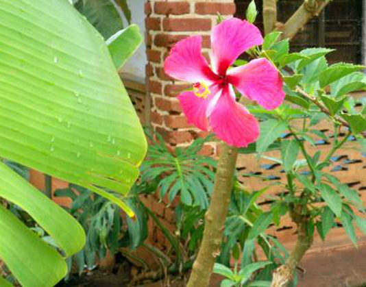 Le piante biennali 519 0 le_piante_biennali_ok