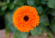 Le piante perenni 521 0 le_piante_perenni_ok