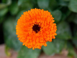 Le piante perenni 521 0 le_piante_perenni_ok