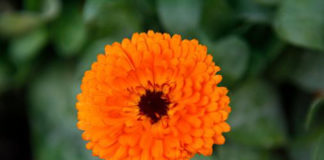 Le piante perenni 521 0 le_piante_perenni_ok