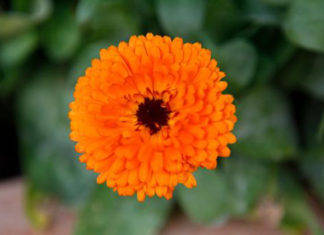 Le piante perenni 521 0 le_piante_perenni_ok