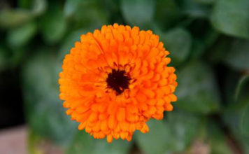 Le piante perenni 521 0 le_piante_perenni_ok
