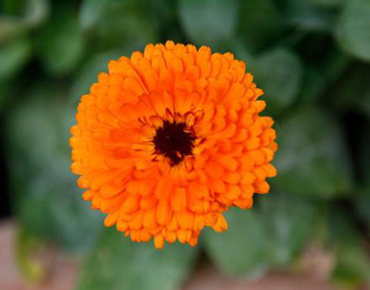 Le piante perenni 521 0 le_piante_perenni_ok