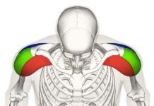 In palestra: i deltoidi 523 0 In palestra i deltoidi