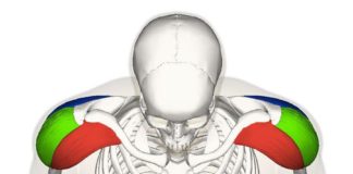 In palestra: i deltoidi 523 0 In palestra i deltoidi