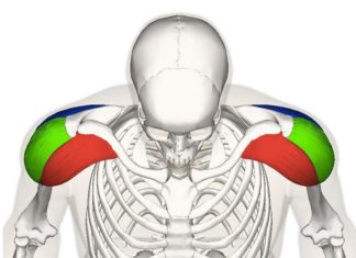 In palestra: i deltoidi 523 0 In palestra i deltoidi