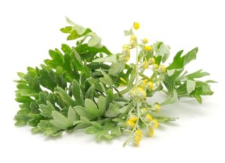 Artemisia 57 0 Artemisia