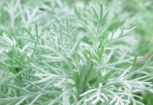 Assenzio 58 0 Assenzio