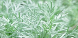 Assenzio 58 0 Assenzio